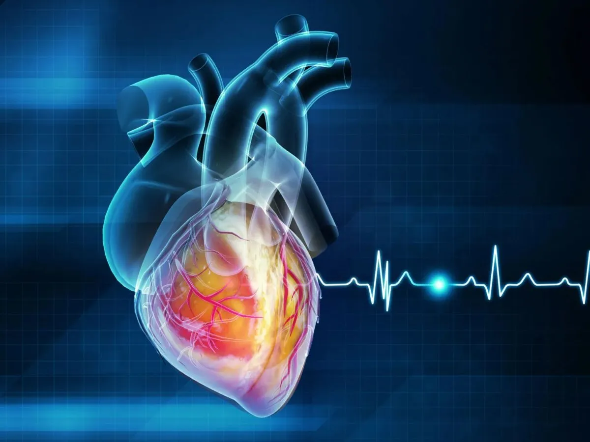 بیماریهای قلبی؛ شناسایی عوامل خطر و راهکارهای طلایی برای پیشگیری بیماریهای قلبی؛ شناسایی عوامل خطر و راهکارهای طلایی برای پیشگیری